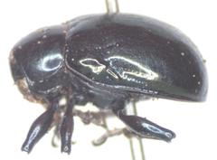 Typophorus nigritus chalceus