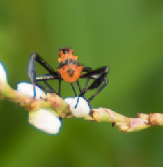 Leptoglossus gonagra