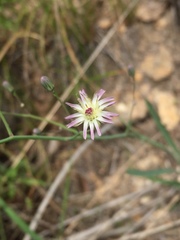 Hieracium carneum