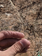 Aristida purpurea wrightii