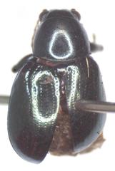 Typophorus nigritus chalceus