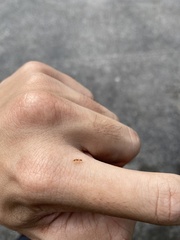 Pseudomyrmex simplex