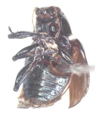 Typophorus nigritus chalceus