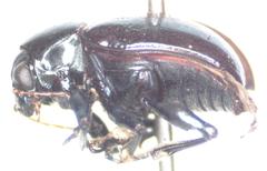 Typophorus nigritus chalceus