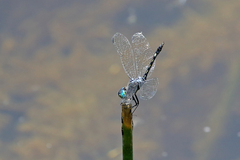 Micrathyria hesperis