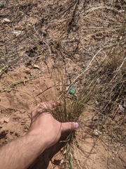 Aristida purpurea wrightii