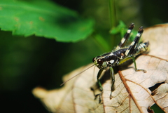 Booneacris glacialis