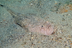 Uranoscopus scaber