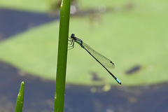 Acanthagrion lancea