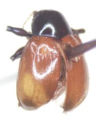 Typophorus
