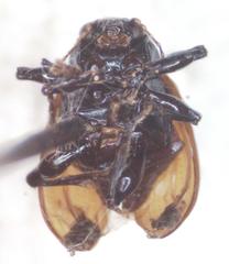 Typophorus