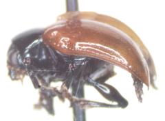 Typophorus