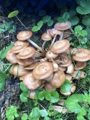 Desarmillaria caespitosa