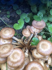 Desarmillaria caespitosa