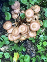 Desarmillaria caespitosa