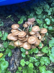 Desarmillaria caespitosa