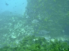 Plectorhinchus mediterraneus