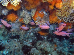 Anthias anthias