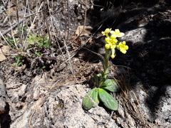 Lithospermum obovatum