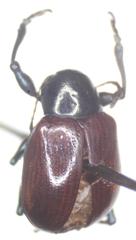 Typophorus