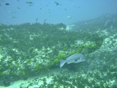 Plectorhinchus mediterraneus