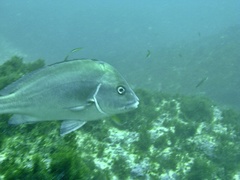 Plectorhinchus mediterraneus