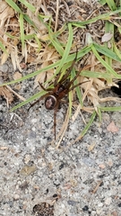 Steatoda nobilis