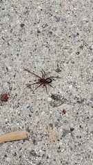 Steatoda nobilis