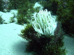 Cerianthus membranaceus