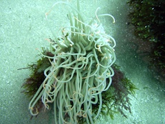Cerianthus membranaceus