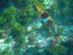 Serranus