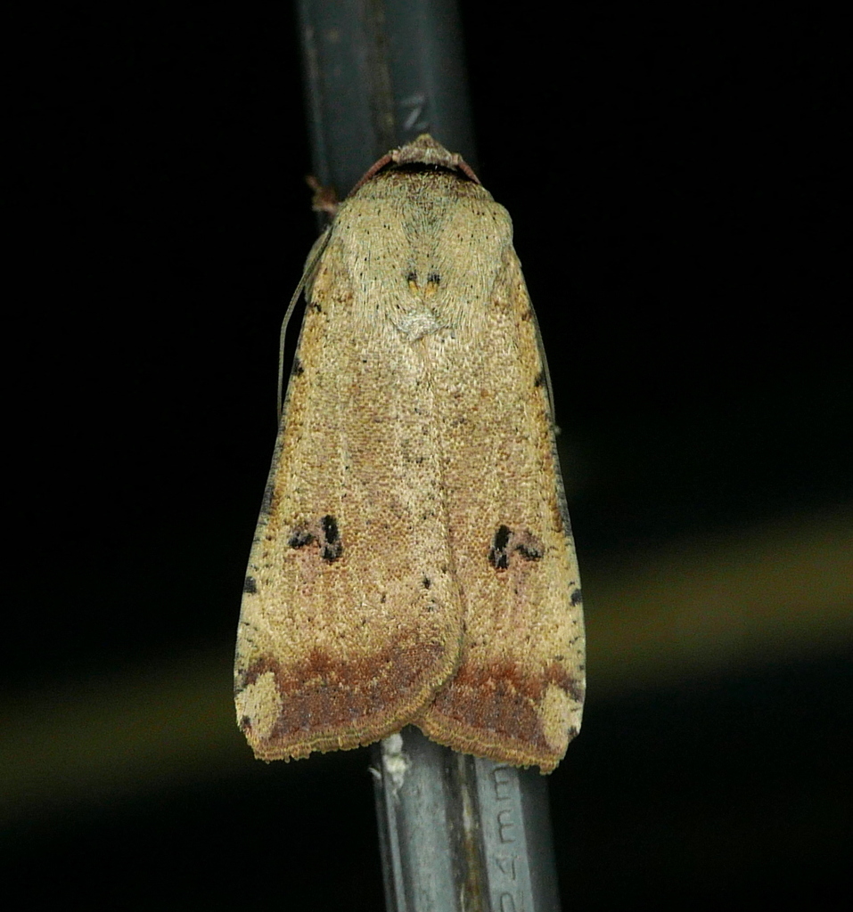Anicla