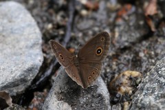 Brakefieldia perspicua