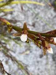 Eulophia lamellata