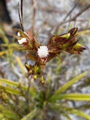 Eulophia lamellata