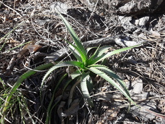 Eryngium longifolium