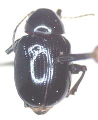 Typophorus