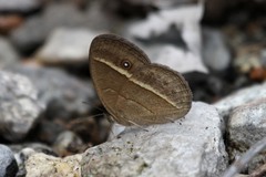Brakefieldia perspicua