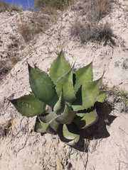 Agave atrovirens