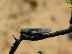 Arphia pseudonietana