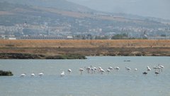 Phoenicopterus roseus