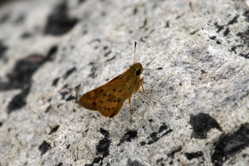 Common Bellboy