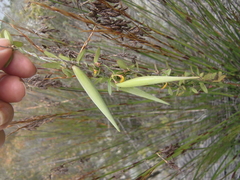 Astephanus triflorus