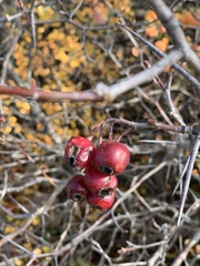 Crataegus