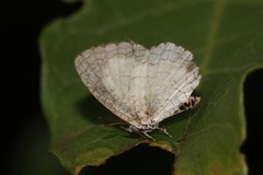 Spalgis lemolea lemolea