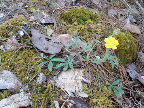 New Mexico Cinquefoil (Potentilla oblanceolata)