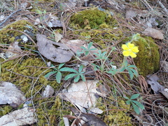 Potentilla oblanceolata