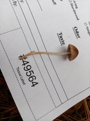 Psathyrella orbitarum