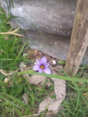 Sisyrinchium platense