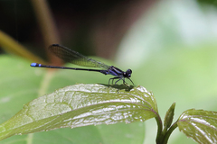 Argia modesta